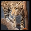 taxidermy-african-carnivores-lions-tigers-cheetas-ocelots-hyenas-202
