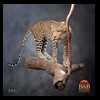 taxidermy-african-carnivores-lions-tigers-cheetas-ocelots-hyenas-203