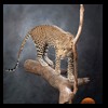 taxidermy-african-carnivores-lions-tigers-cheetas-ocelots-hyenas-204
