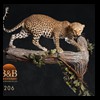 taxidermy-african-carnivores-lions-tigers-cheetas-ocelots-hyenas-206