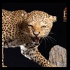 taxidermy-african-carnivores-lions-tigers-cheetas-ocelots-hyenas-207
