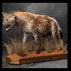 taxidermy-african-carnivores-lions-tigers-cheetas-ocelots-hyenas-208