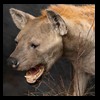 taxidermy-african-carnivores-lions-tigers-cheetas-ocelots-hyenas-209