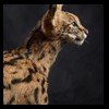 taxidermy-african-carnivores-lions-tigers-cheetas-ocelots-hyenas-210