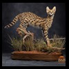 taxidermy-african-carnivores-lions-tigers-cheetas-ocelots-hyenas-211