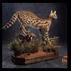 taxidermy-african-carnivores-lions-tigers-cheetas-ocelots-hyenas-212