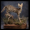 taxidermy-african-carnivores-lions-tigers-cheetas-ocelots-hyenas-216
