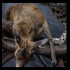 taxidermy-african-carnivores-lions-tigers-cheetas-ocelots-hyenas-218