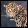 taxidermy-african-carnivores-lions-tigers-cheetas-ocelots-hyenas-219