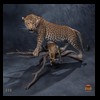 taxidermy-african-carnivores-lions-tigers-cheetas-ocelots-hyenas-220