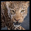 taxidermy-african-carnivores-lions-tigers-cheetas-ocelots-hyenas-221