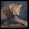 taxidermy-african-carnivores-lions-tigers-cheetas-ocelots-hyenas-222