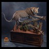 taxidermy-african-carnivores-lions-tigers-cheetas-ocelots-hyenas-223