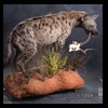 taxidermy-african-carnivores-lions-tigers-cheetas-ocelots-hyenas-224