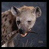 taxidermy-african-carnivores-lions-tigers-cheetas-ocelots-hyenas-226