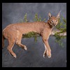 taxidermy-african-carnivores-lions-tigers-cheetas-ocelots-hyenas-228