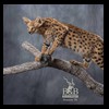 taxidermy-african-carnivores-lions-tigers-cheetas-ocelots-hyenas-232