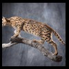 taxidermy-african-carnivores-lions-tigers-cheetas-ocelots-hyenas-233