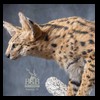taxidermy-african-carnivores-lions-tigers-cheetas-ocelots-hyenas-234