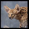 taxidermy-african-carnivores-lions-tigers-cheetas-ocelots-hyenas-235