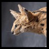 taxidermy-african-carnivores-lions-tigers-cheetas-ocelots-hyenas-236