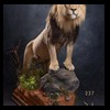 taxidermy-african-carnivores-lions-tigers-cheetas-ocelots-hyenas-237
