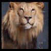 taxidermy-african-carnivores-lions-tigers-cheetas-ocelots-hyenas-238