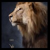 taxidermy-african-carnivores-lions-tigers-cheetas-ocelots-hyenas-240