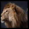 taxidermy-african-carnivores-lions-tigers-cheetas-ocelots-hyenas-241