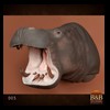 hippo-rhino-croc-taxidermy-005