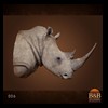 hippo-rhino-croc-taxidermy-006