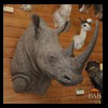 hippo-rhino-croc-taxidermy-008