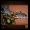 hippo-rhino-croc-taxidermy-010