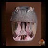 hippo-rhino-croc-taxidermy-021