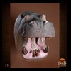 hippo-rhino-croc-taxidermy-022