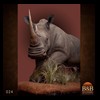 hippo-rhino-croc-taxidermy-024