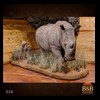 hippo-rhino-croc-taxidermy-028