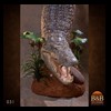 hippo-rhino-croc-taxidermy-031