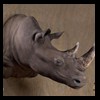 hippo-rhino-croc-taxidermy-033