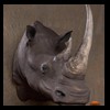 hippo-rhino-croc-taxidermy-034
