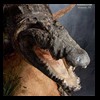hippo-rhino-croc-taxidermy-039