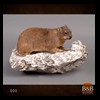 african-misc-taxidermy-000