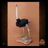 african-misc-taxidermy-001