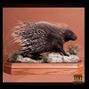 african-misc-taxidermy-002
