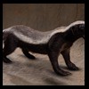 african-misc-taxidermy-006
