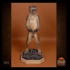 african-primates-taxidermy-002