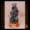african-primates-taxidermy-003