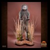 african-primates-taxidermy-005