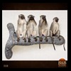 african-primates-taxidermy-008