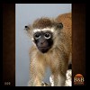 african-primates-taxidermy-009